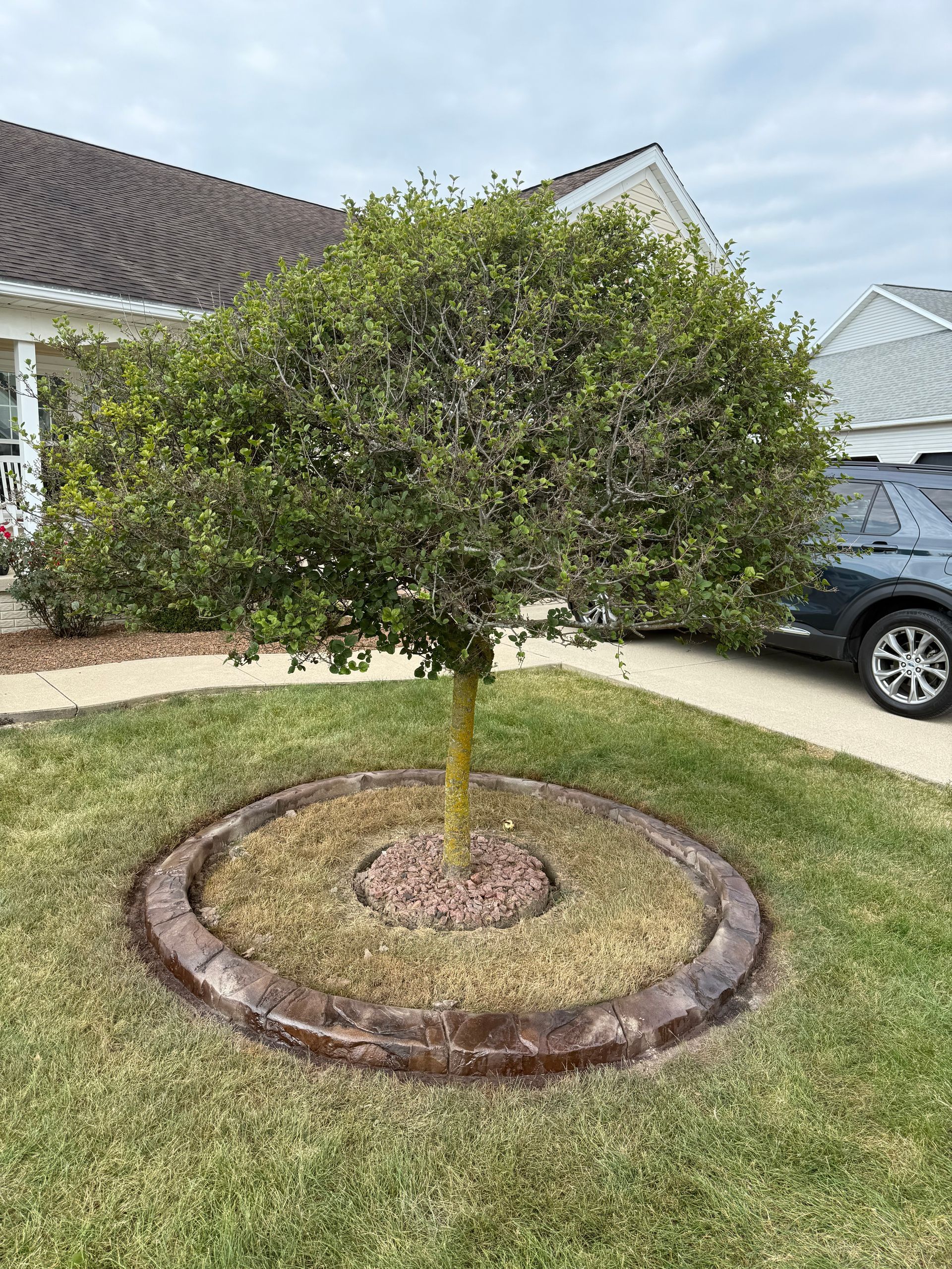 A small, round, well-trimmed tree centered in a circular brick-bordered garden bed on a front lawn.