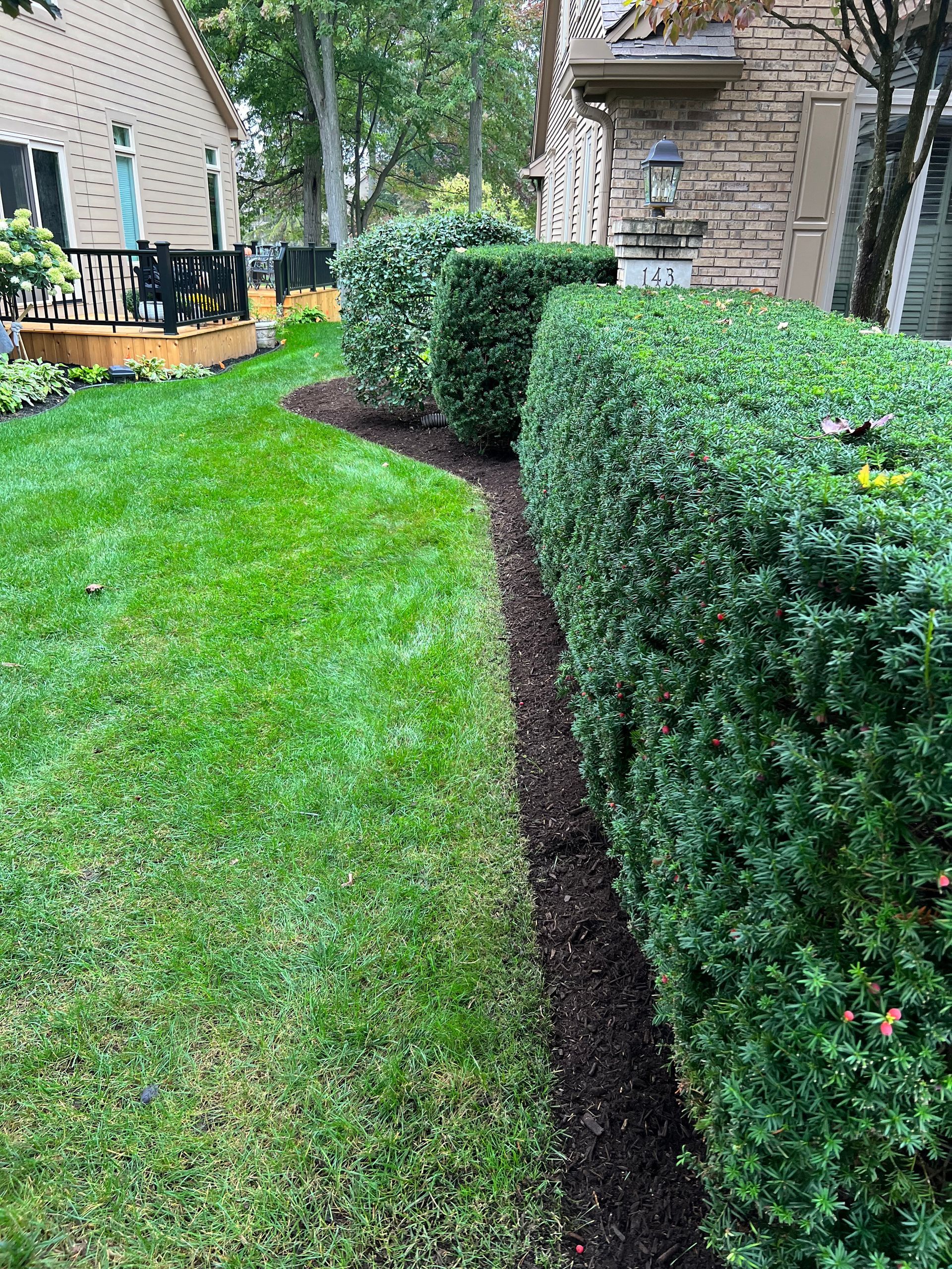 A green lawn edges a garden bed filled with dark mulch and a long row of neatly trimmed evergreen hedges.