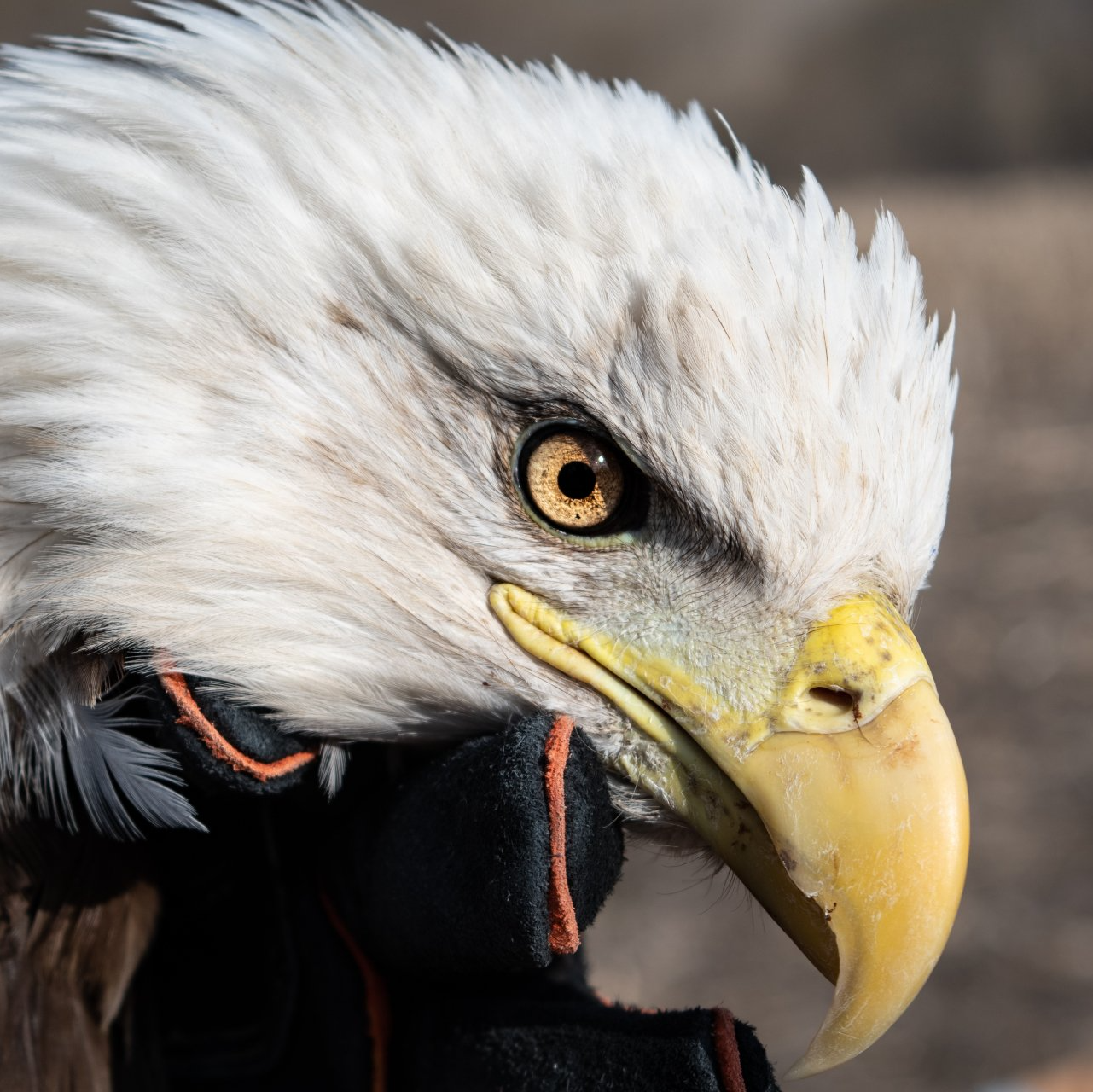 HOME [www.theraregroup.org]