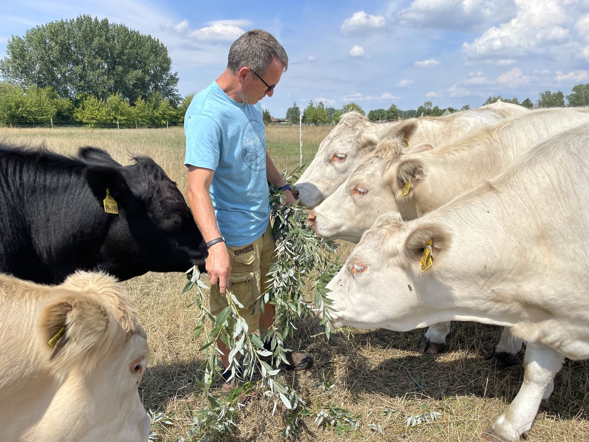Rinder kennen lernen und Kuhkuscheln auf dem Elfenhof
