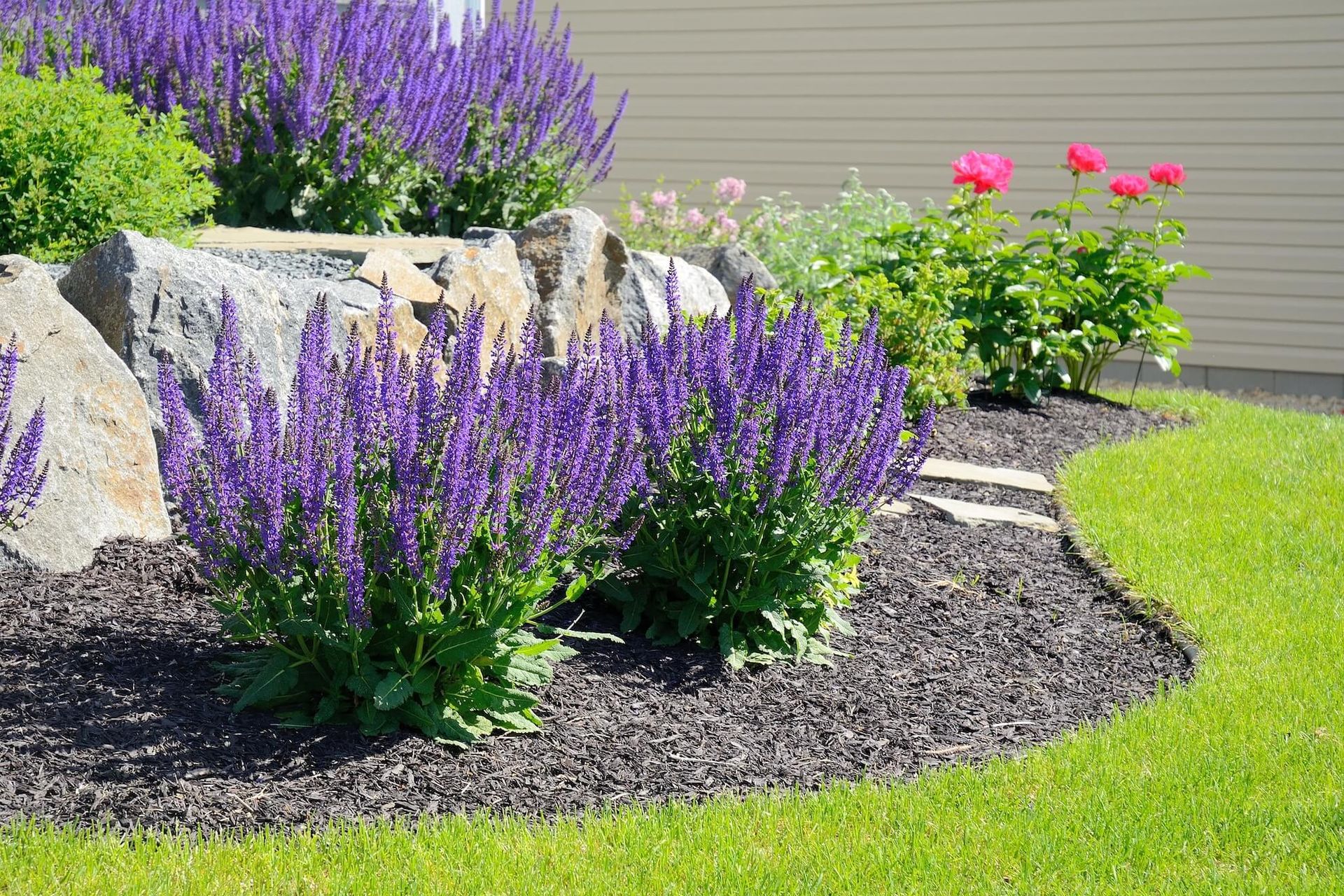 Purple salvia flowers bloom in a garden bed with rocks and green grass.