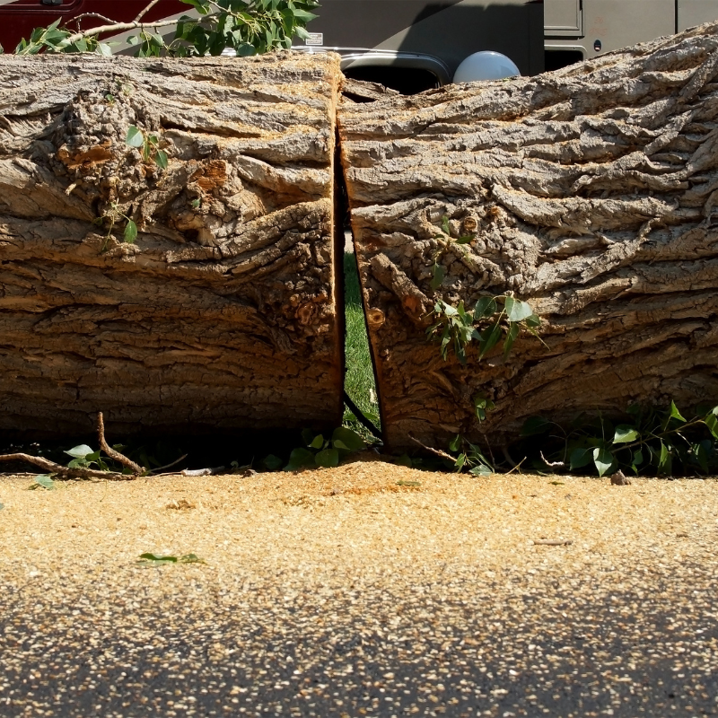 Tree Removal