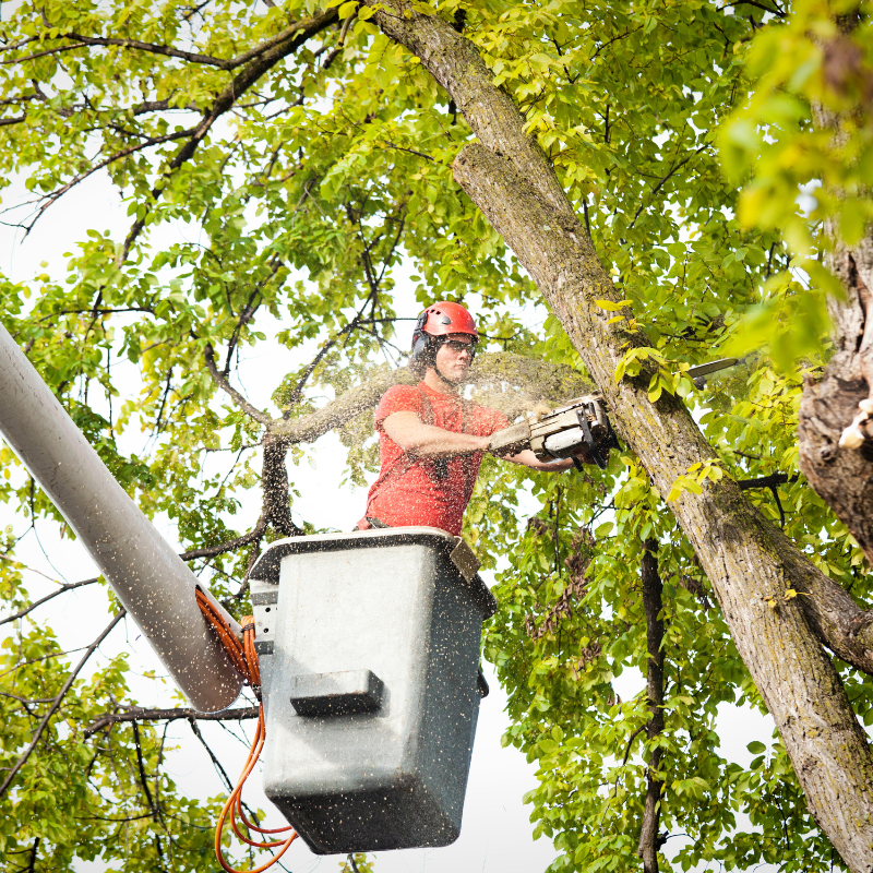 Emergency Tree Service