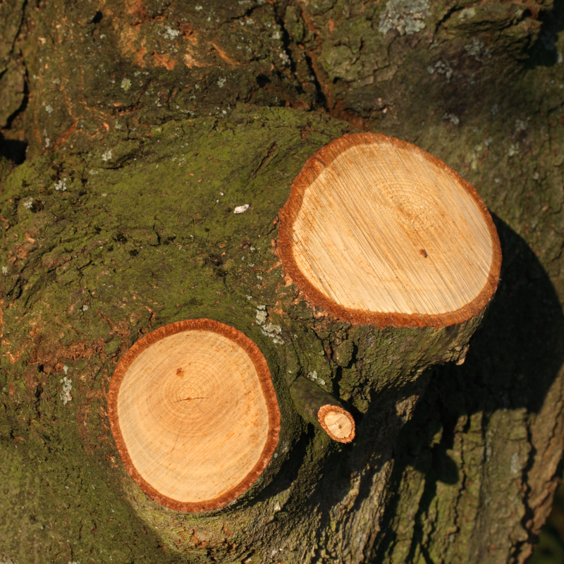 Tree Surgery