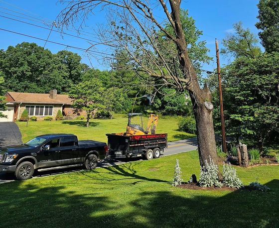 Forest Tree Services