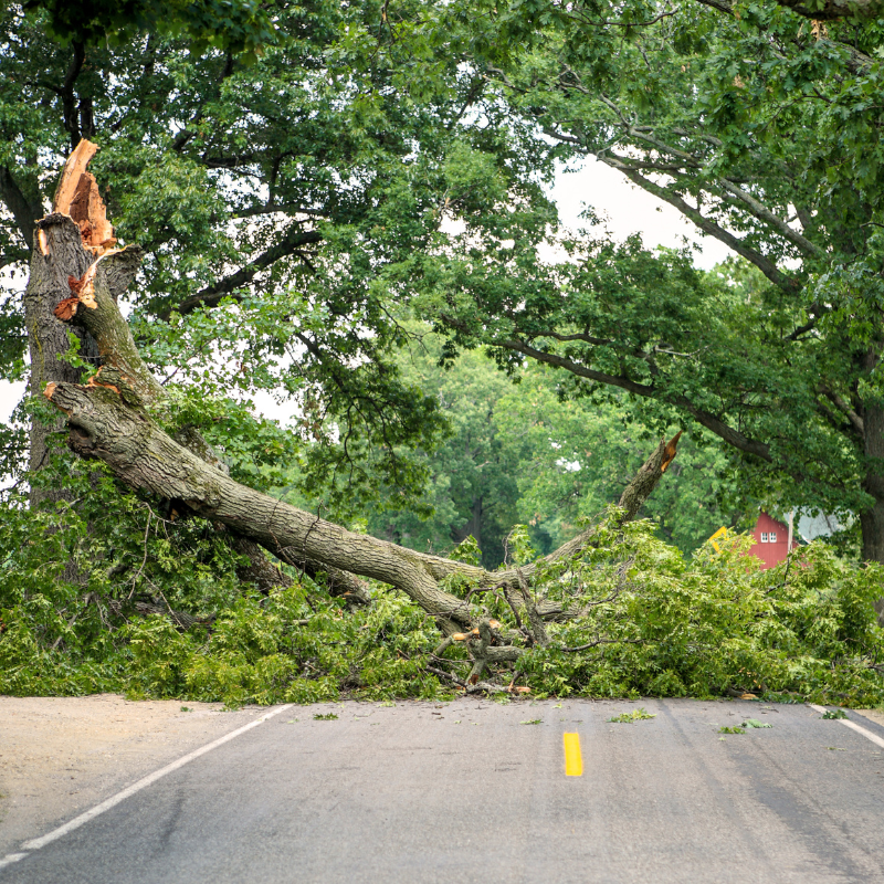 Hazardous Tree Handling