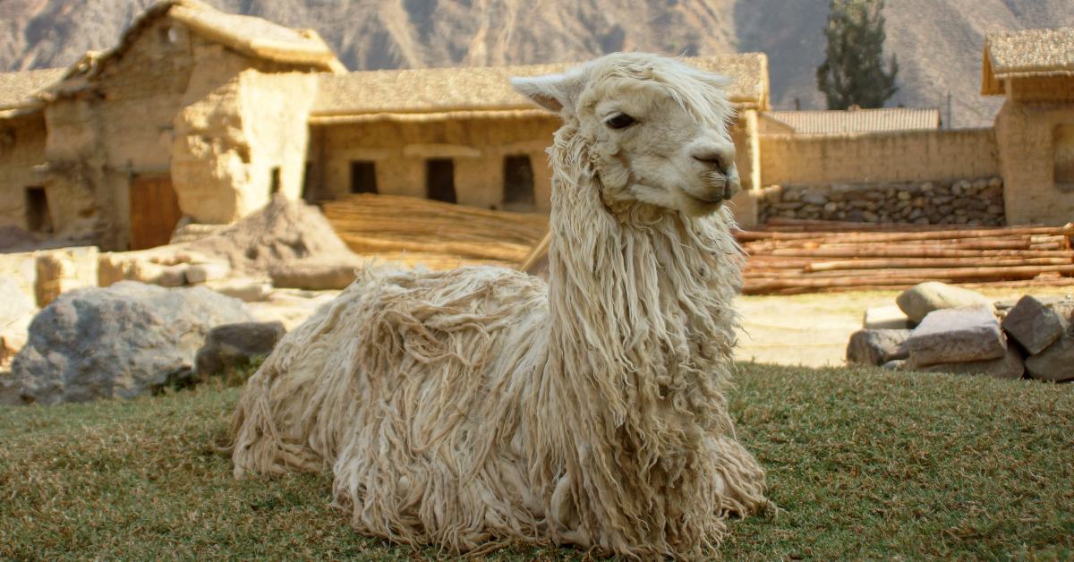 Aventura Clásica en Perú: Lima, Cusco y Machu Picchu en 6 Días