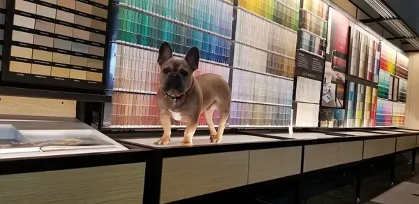 A french bulldog is standing on a counter in a paint store.
