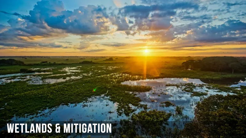 Wetlands & Mitigation