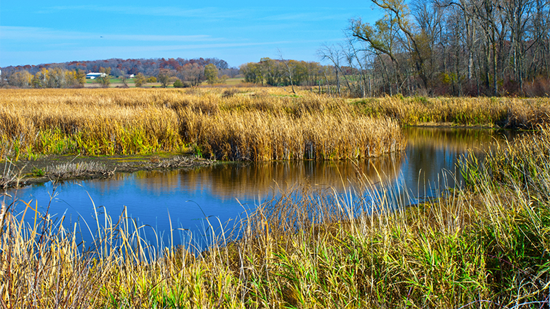 Wetlands