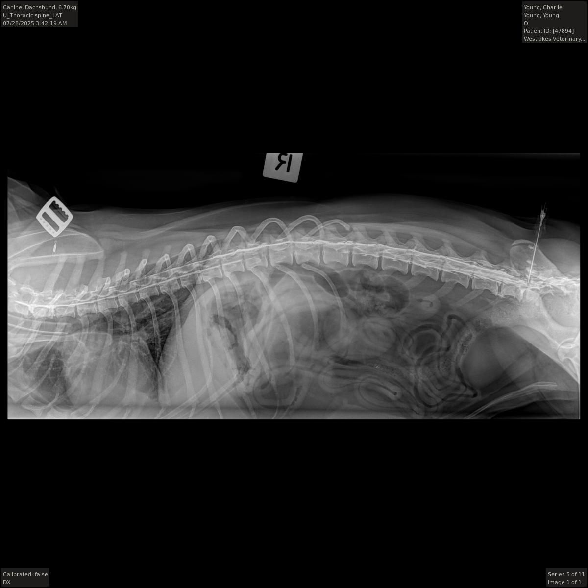 An Xray view of a spine of an animal — Westlakes Veterinary Hospital in Fennell Bay, NSW