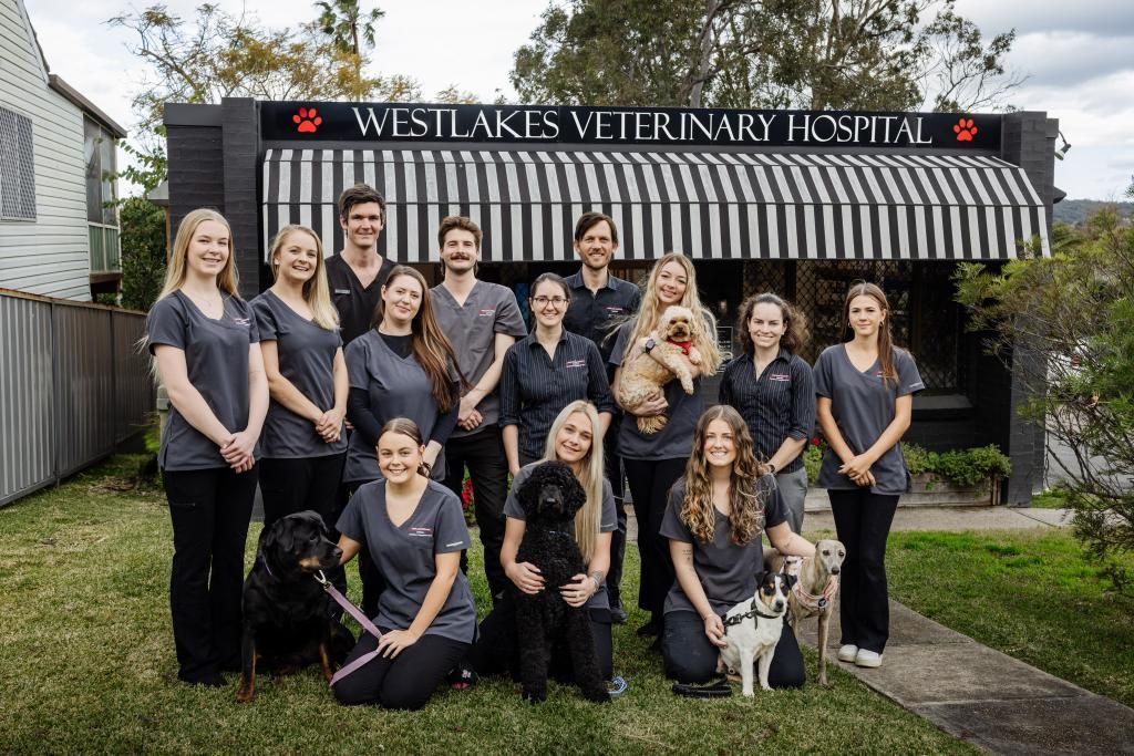 A Group of People Are Posing for a Picture in Front of a Veterinary Hospital — Westlakes Veterinary Hospital in Fennell Bay, NSW