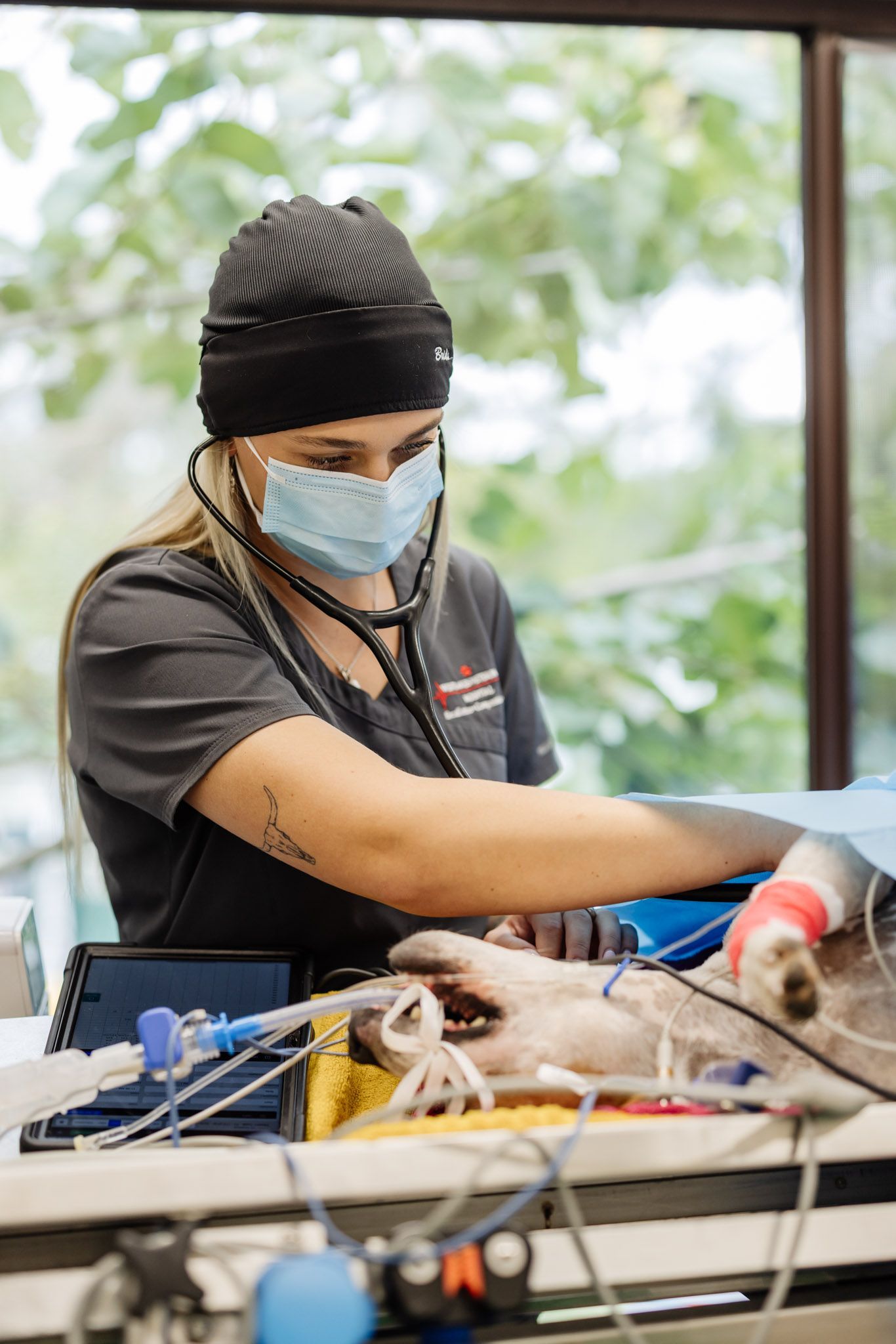 A Dog is Being Operated on by a Surgeon in a Hospital — Westlakes Veterinary Hospital in Fennell Bay, NSW