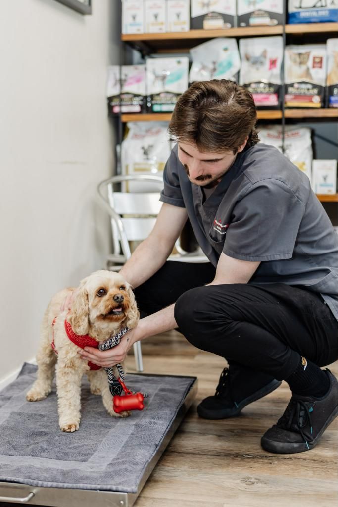 A Man is Kneeling Down Next to a Small Dog on a Scale — Westlakes Veterinary Hospital in Fennell Bay, NSW