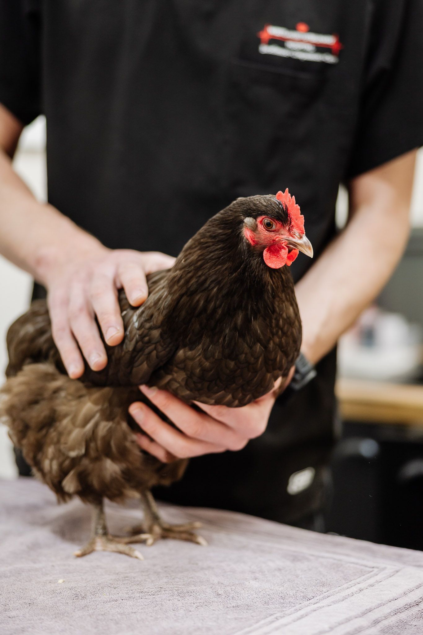 A Woman is Examining a Brown and Chicken Veterinary Hospital in Fennell Bay, NSW