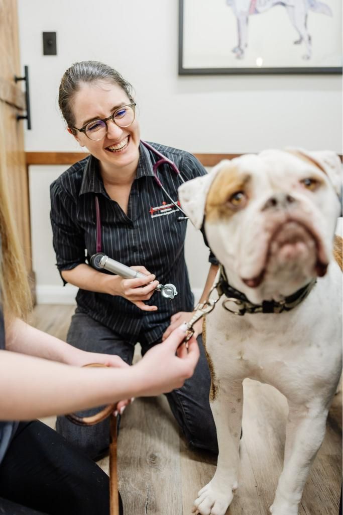Veterinarian examining a dog's ear with an otoscope. Both smiling. Dog is on a leash — Westlakes Veterinary Hospital in Fennell Bay, NSW