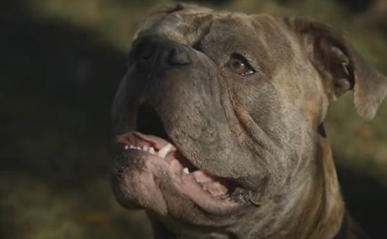Olde Bulldogge