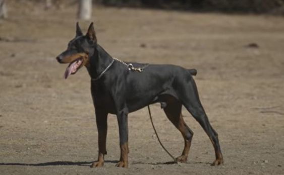 Doberman