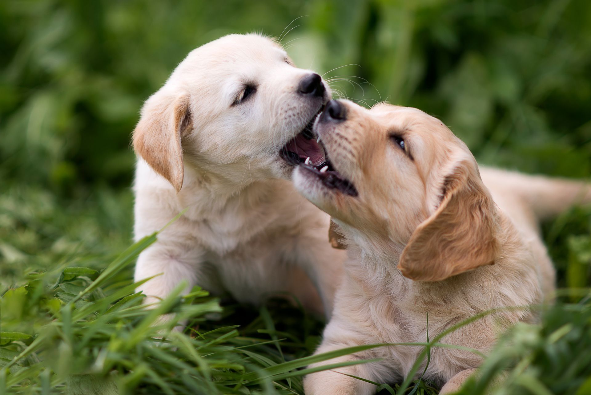 Two golden retriever puppies playfully nibbling each other in green grass.