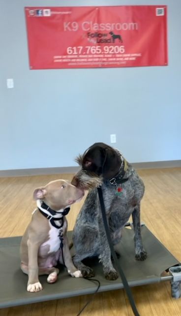Two dogs sitting together on a platform, nuzzling each other in a training room with a red K9 Classroom banner.
