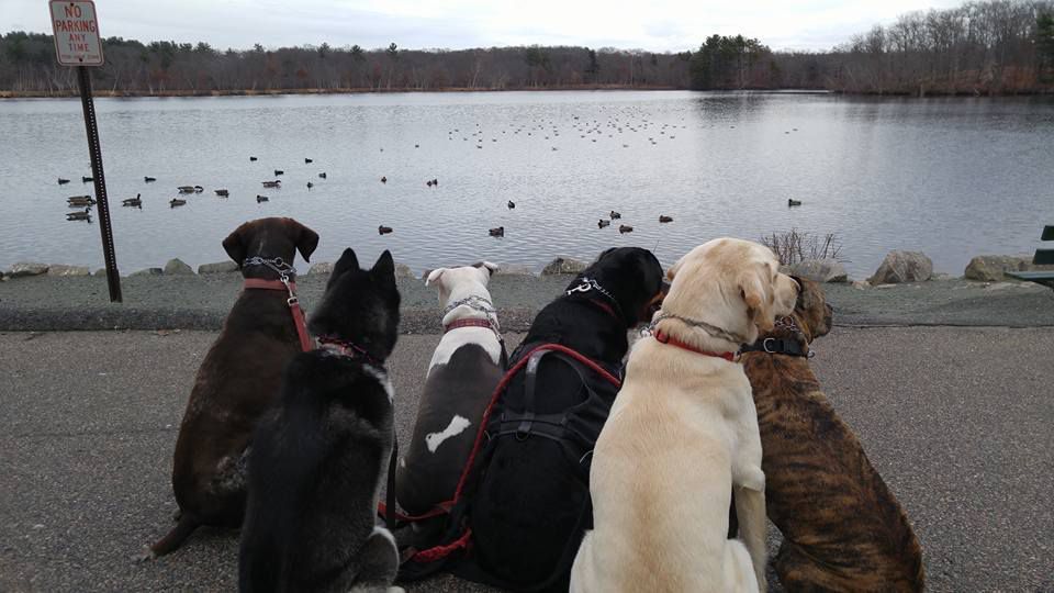 Five dogs in harnesses sit by a lakeshore, looking at ducks on the water.