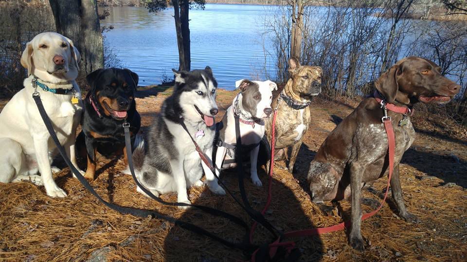 Six dogs on leashes standing outdoors by a snowy riverbank in winter sunlight