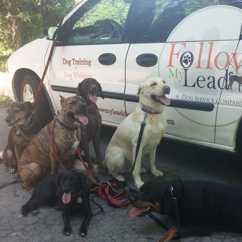 Six dogs sit in front of a Follow My Lead dog training van outdoors.