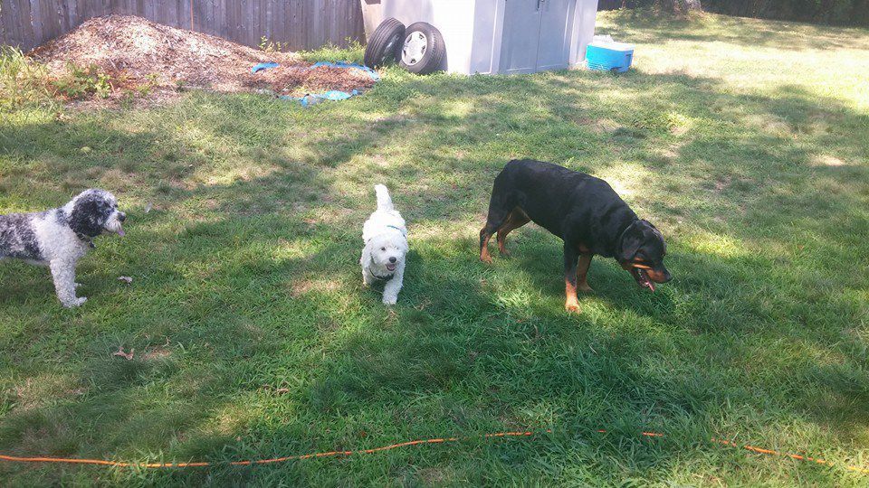 Three dogs sniffing around on green grass in a sunny yard.