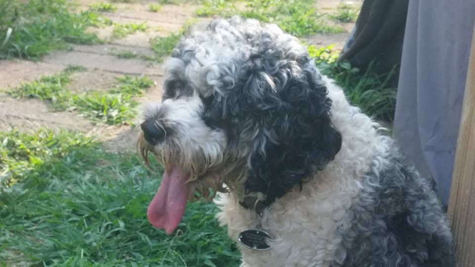 Black-and-white curly dog sitting in grass, panting with tongue out, outdoors near a patio