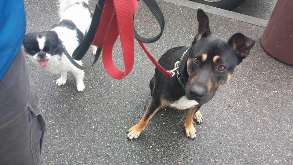 Two small dogs on red leashes standing on pavement, one black-and-white and one black-and-tan.