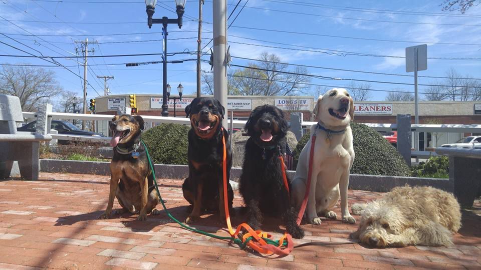 Four dogs on leashes sit on a sunny brick patio; one fluffy dog lies on the ground.