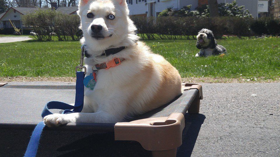 White dog sitting in a blue wagon on a driveway, with a black-and-white dog in the grass behind it.