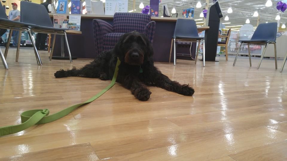Black dog lying on a shiny floor with a green leash in an indoor event space
