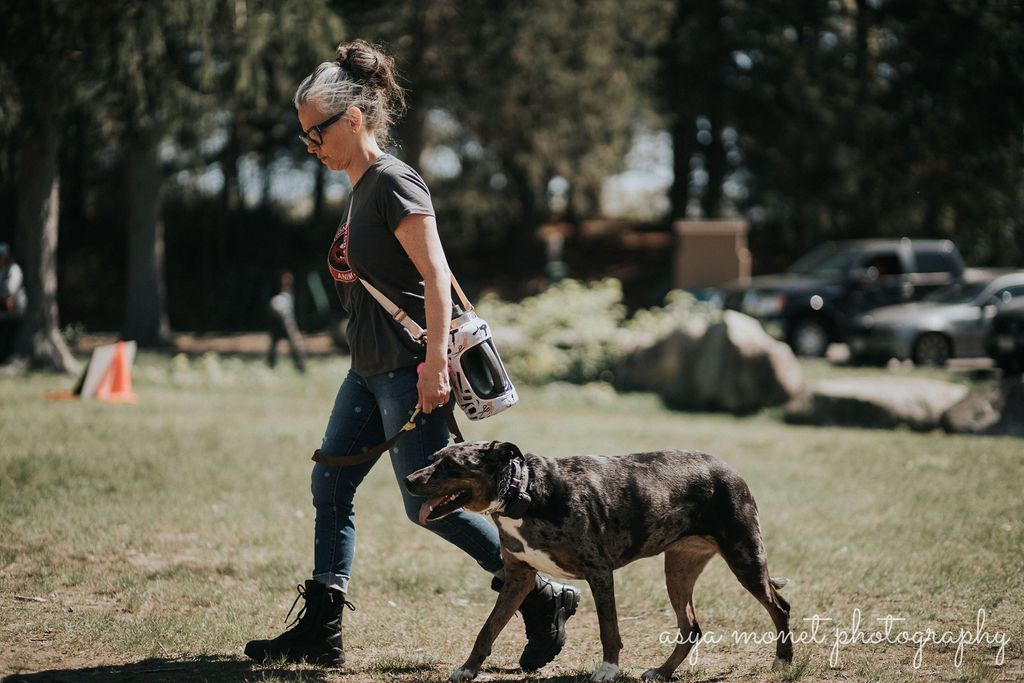 Person walking a dog in a park, with trees and parked cars in the background.