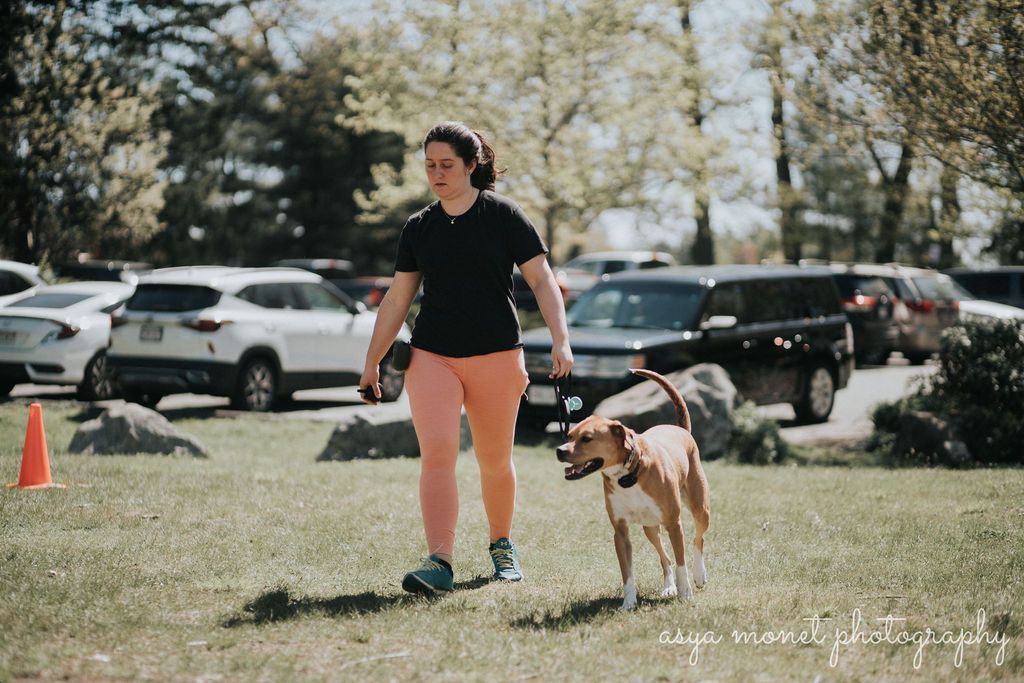 Person walking a dog on grass in a park with parked cars and trees in the background