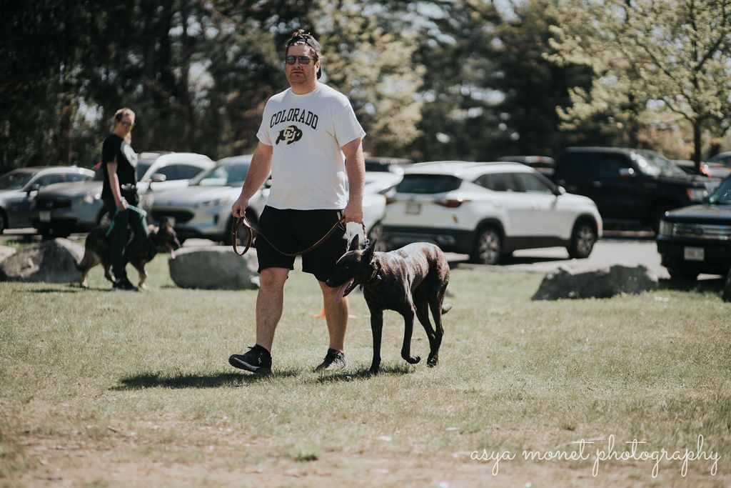 Person walking a black dog on grass in a sunny park with parked cars in the background