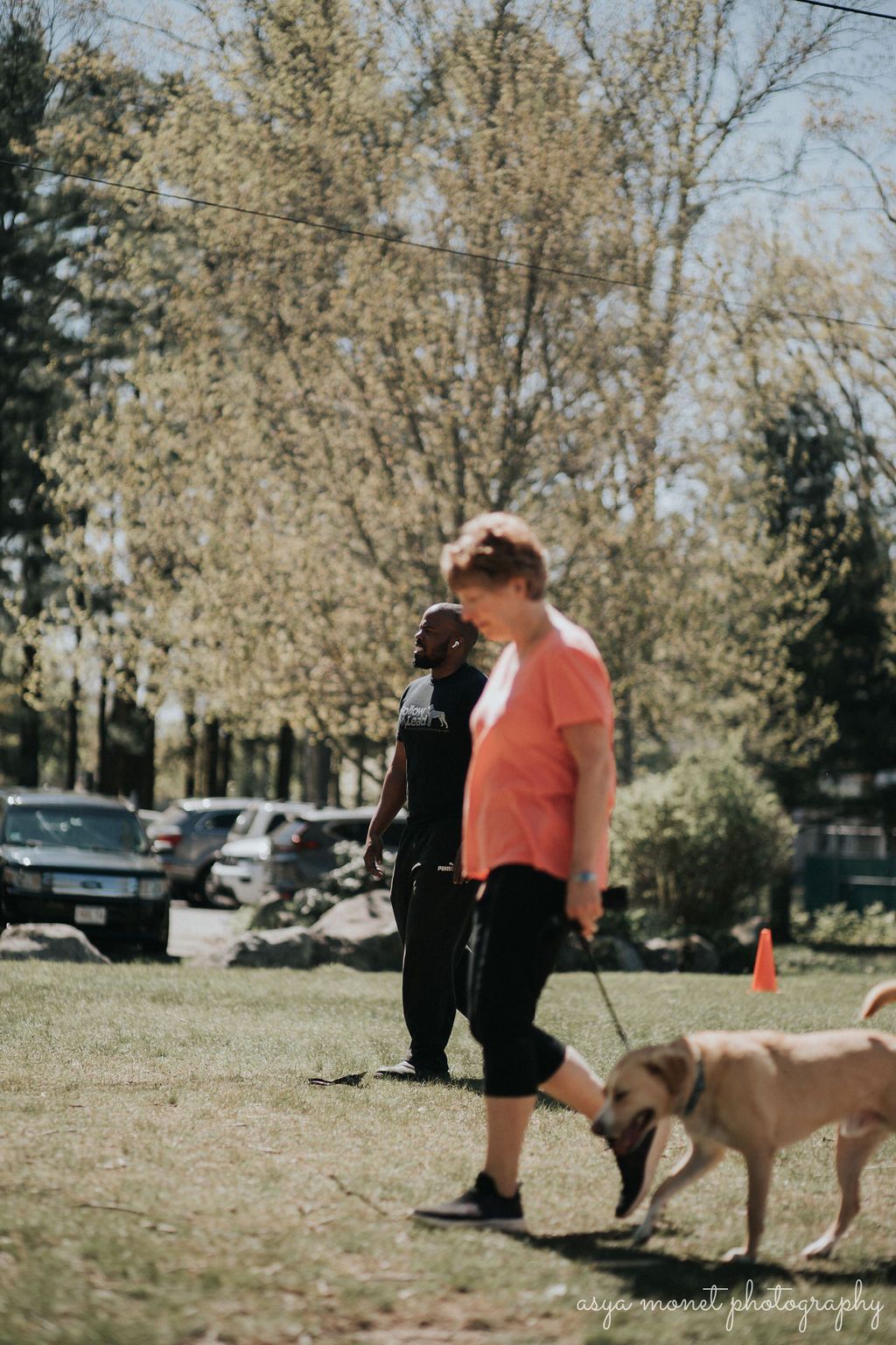 Person walking a tan dog on grass in a park, with trees and parked cars in the background.