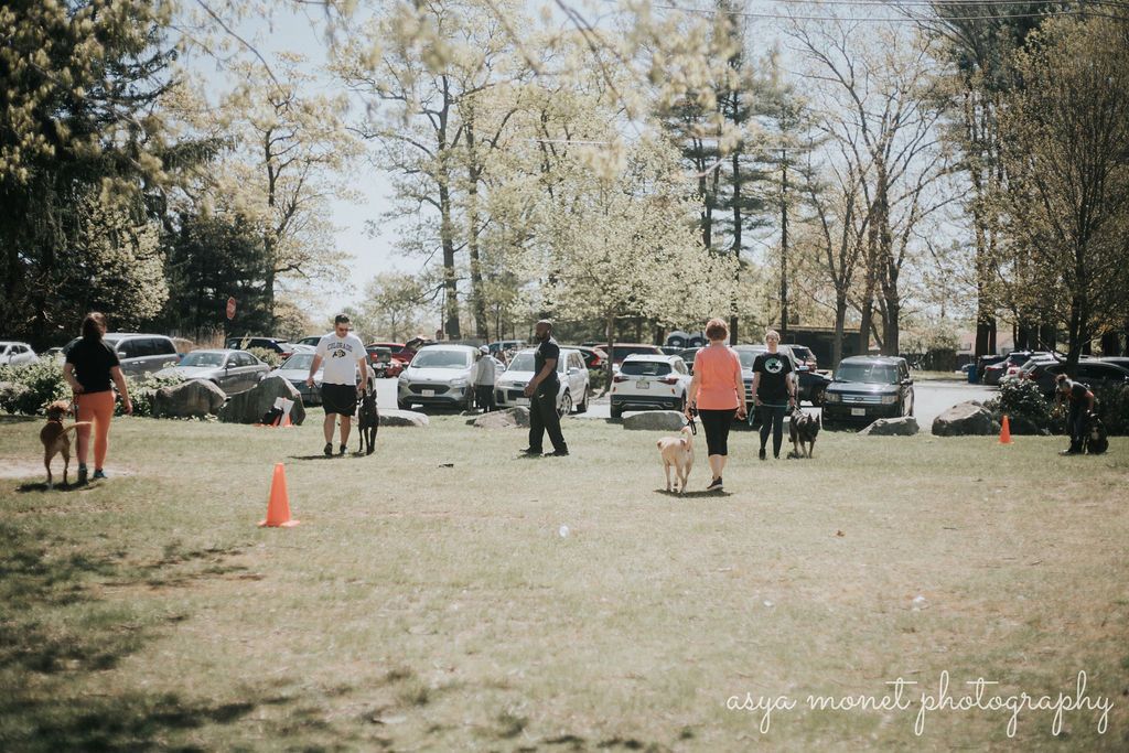 People gathered in a park with cars in the background and orange cones marking a grassy area.