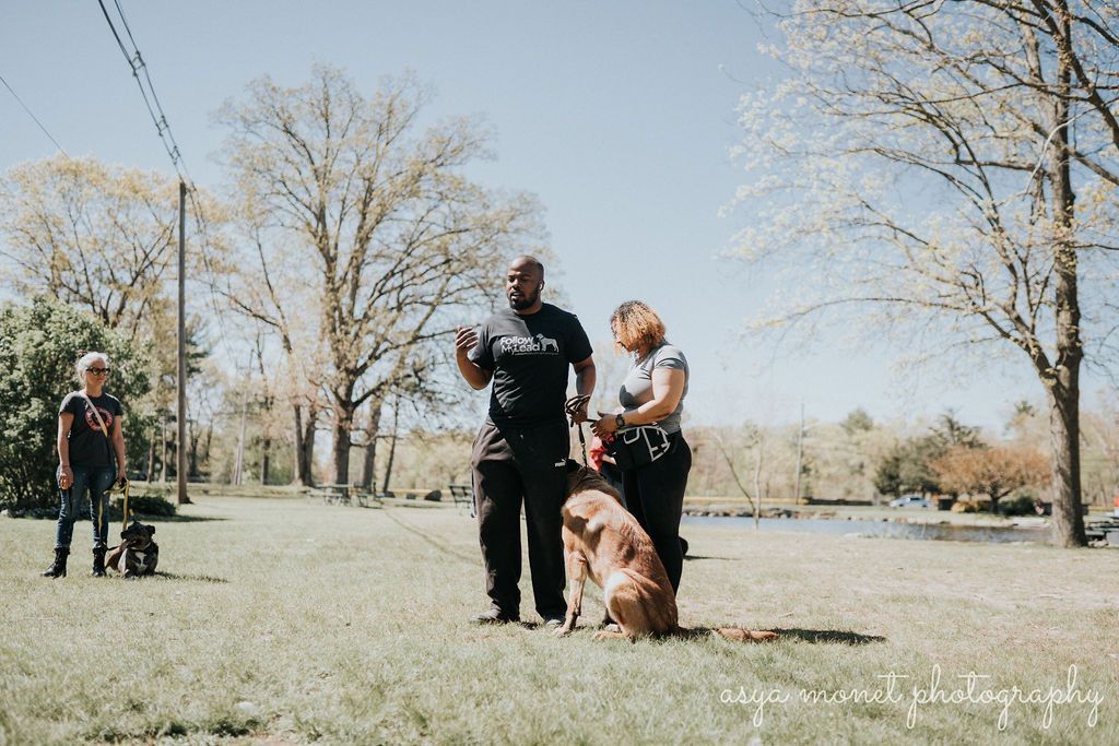 People with dogs in a sunny park with trees and grass