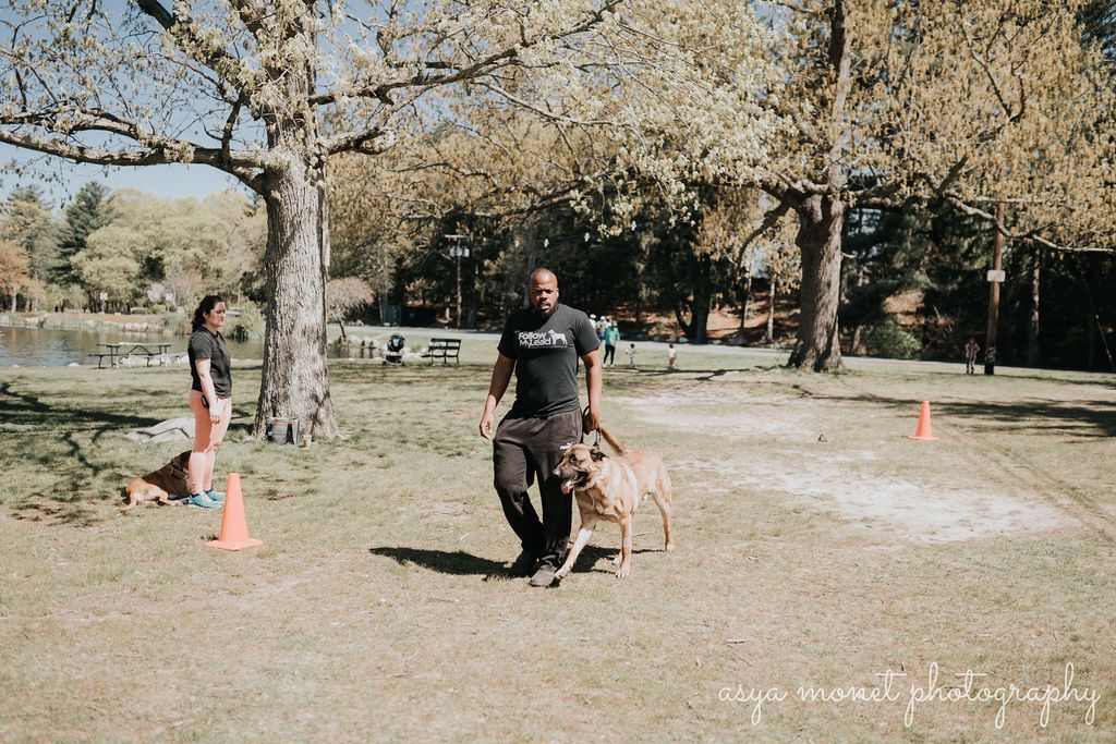 Person walking a dog through an obstacle course in a sunny park with orange cones