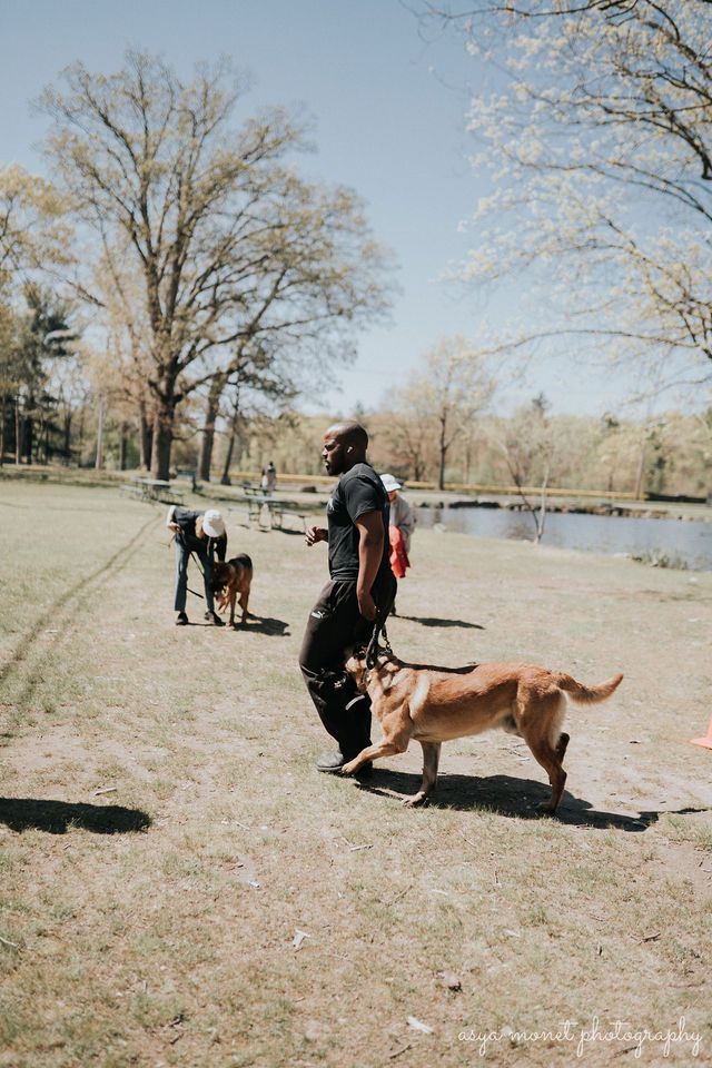 Person walking dogs beside a lake in a sunny park with bare trees