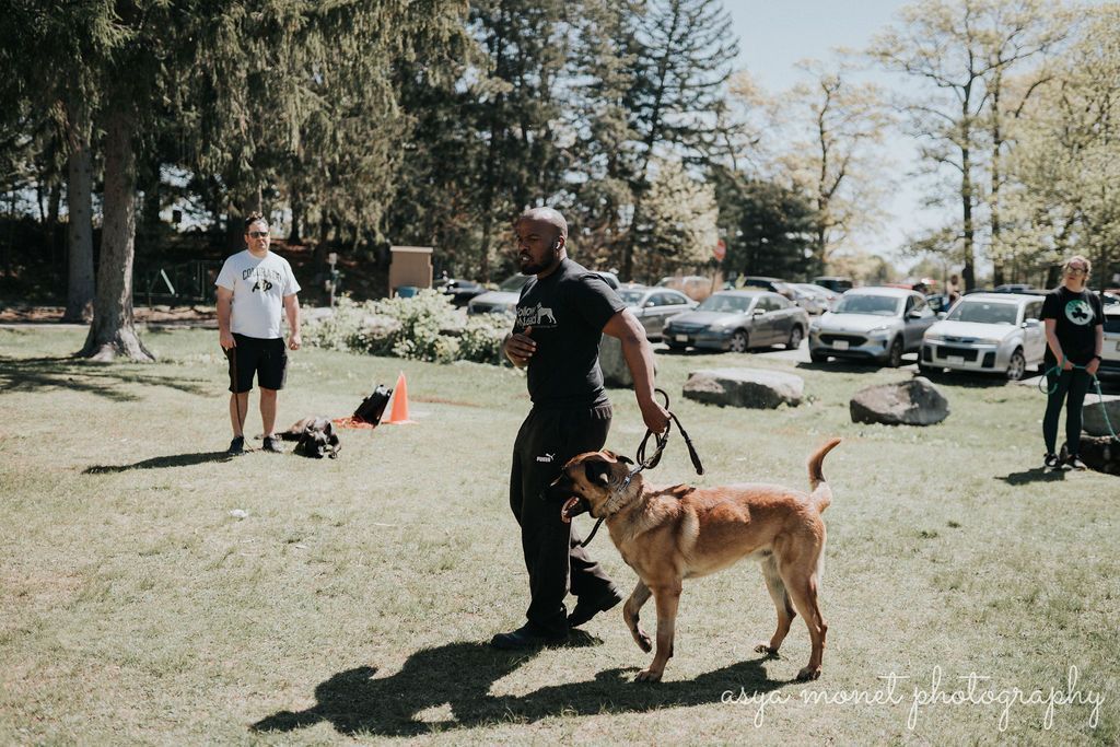 People with dogs in a grassy park, including a large tan dog in the foreground.