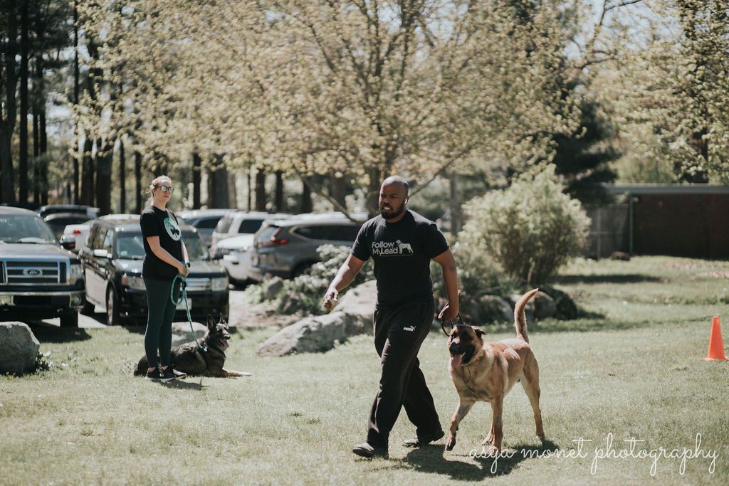 Man walking a large tan dog on a leash in a grassy park, with a woman and parked cars behind them.