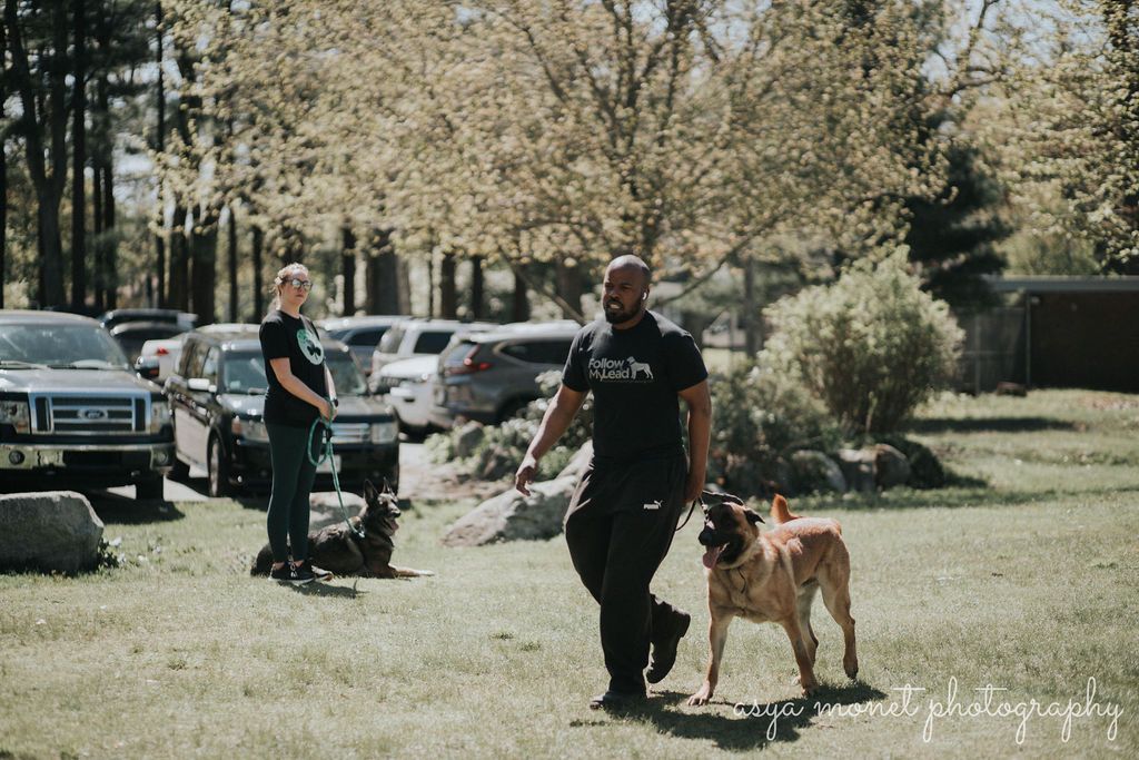Man walking a large dog on a leash in a suburban street, with parked cars and trees nearby.