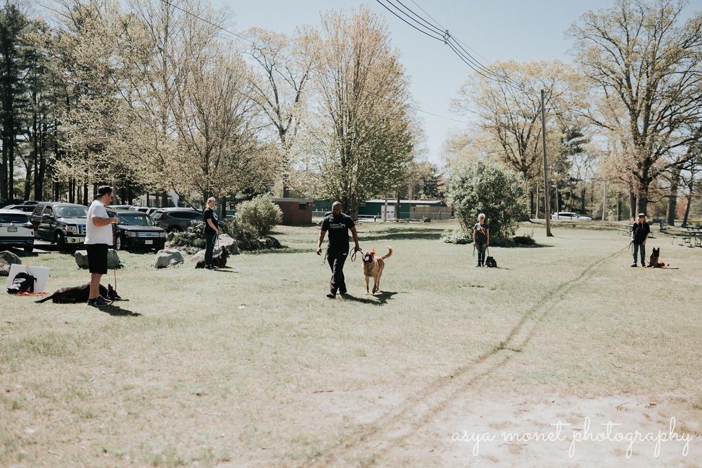 People and dogs in a sunny park with trees and open grass