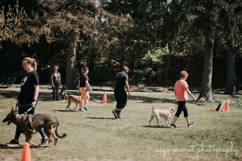 People walking dogs in a grassy park with orange cones and trees in the background