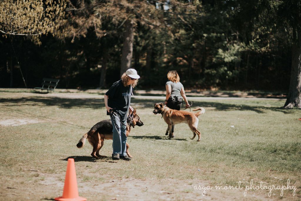 Two people training dogs on a grassy field with an orange cone and trees in the background