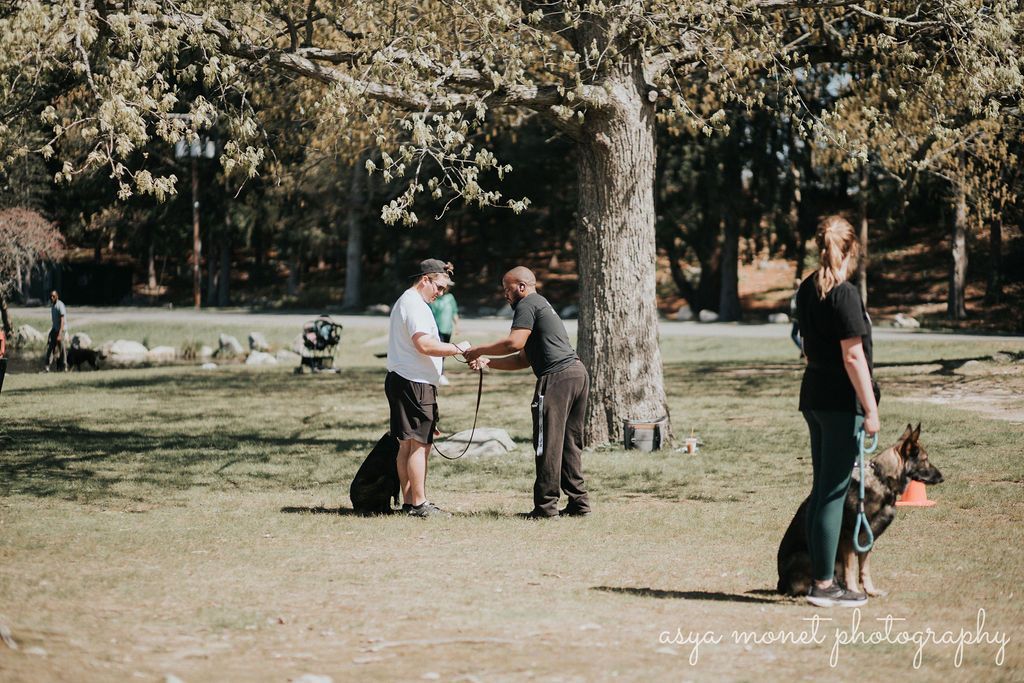 Two people shaking hands in a park with dogs and trees nearby