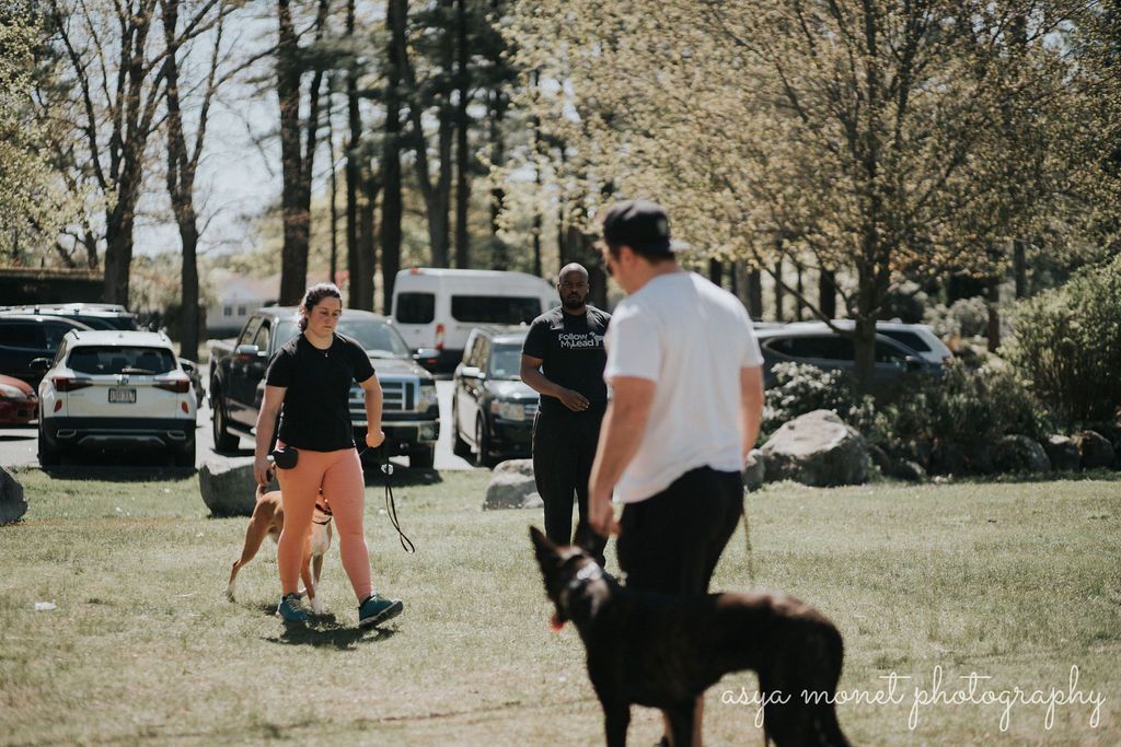 People walking dogs in a park with parked cars and trees in the background.