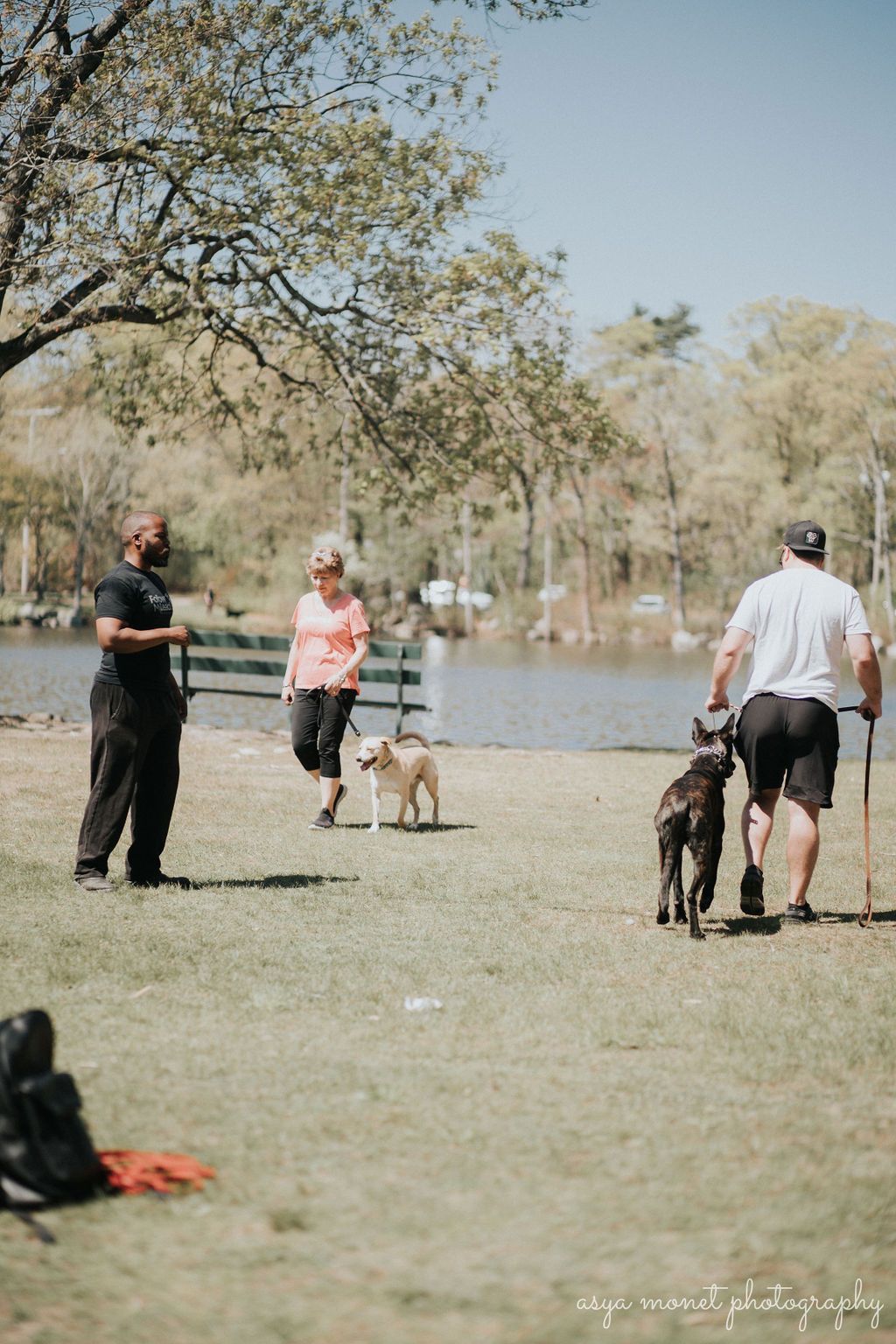 People walking dogs in a park beside a lake on a sunny day